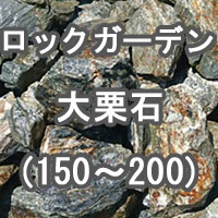 ロックガーデン用の大グリ石 150-200
